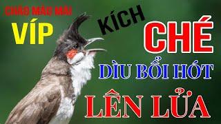 Chào mào mái kích trống yếu lửa nhanh ra giọng - kích bổi hót căng mỗi ngày