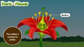 Parts of flower and their functions | Parts of flower and their functions | Parts of flower