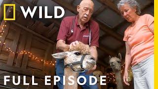 Tater Swift and the Ailing Alpaca (Full Episode) | The Incredible Dr. Pol