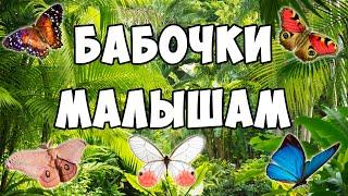 Виды бабочек - развивающие мультик для детей | Карточки Домана про животных | Это интересно