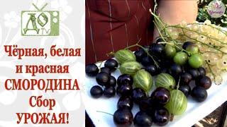 СМОРОДИНА:  СБОР УРОЖАЯ, готовим КУСТ к новому урожаю