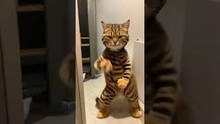 #cat dance #춤추는 고양이11