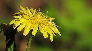 Cat's Ear (Hypochaeris radicata)