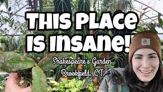 HOYA, ANTHURIUM, PHILODENDRON & MORE!!  Shakespeare's Garden in Brookfield, CT is INCREDIBLE!! 