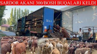 SARDOR AKANI 300/BOSH BUQALARI KELDI,NARXLARI ZO’R AYTILDI SHOSHIB KELAVERINGLAR