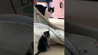 #빨리친해지길바래#솔이#비누눈솔쩰리#고양이 #고양이일상 #cat #아기고양이#뚱냥이#비만고양이