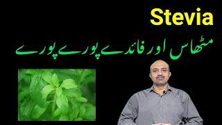 What Are Health Benefits Of Stevia | Is Stevia Good For Diabetes & Weight loss | dr afzal