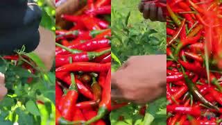 DIAMOND FOOD LTD.