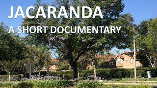 Jacaranda mimosifolia tree documentary, Arbol Jacaranda, Rancho Santa Margarita (Coto de Caza)