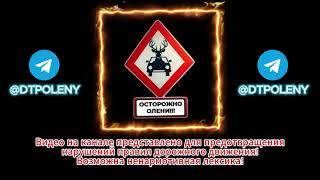 Осторожно олени на дороге! Подборка ДТП