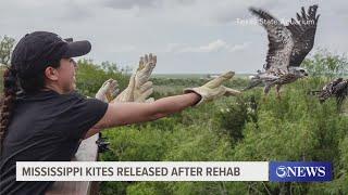 Texas State Aquarium Wildlife Rescue release Mississippi Kites after rehab