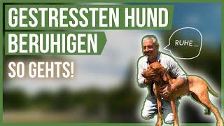 SO beruhigst DU deinen gestressten und aufgedrehten Hund! 