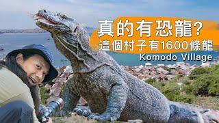 科莫多島村民如何與1600條龍共存 Komodo Dragon and Islander Story