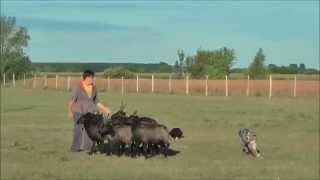 Jamie's 2nd herding training with Petra Szarvas