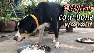 E SAN eats cow bone episode 359| By Dog Food TV