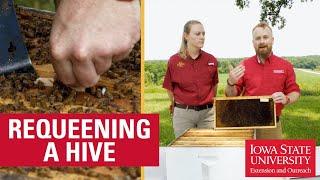 How to Requeen a Beehive