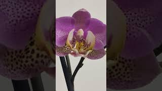 My Orchid's Flower #shorts #flower #orchids