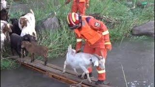 Firefighters build "bridge" to rescue trapped sheep in Shanxi