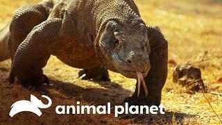 ¿Por qué solo existen dragones en la isla de Komodo? | Misterios de Nuestro Planeta | Animal Planet