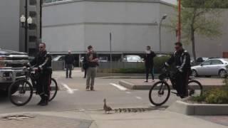 Ducks get police escort through downtown Saskatoon