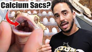 Crested Gecko Breeding Hacks! (MUST WATCH)