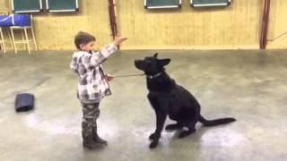 Black German Shepherd, A Boy, A Bad Guy, Protection Dog For Sale, Gunner