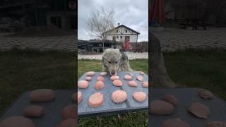 WOLFDOG ASMR! #czechoslovakian_wolfdog #wolfdog