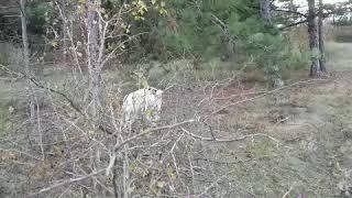 Алабай  и фокс