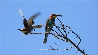 Bienenfresser bei Ihringen, European Bee Eaters, Kaiserstuhl, Germany,