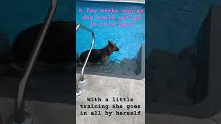 German shepherd swims all by herself #germanshpherd #dogtraining