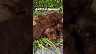 Introducing Australian Cavapoos!!! Chocolate with tan points..chocolate Merle with tan points!!