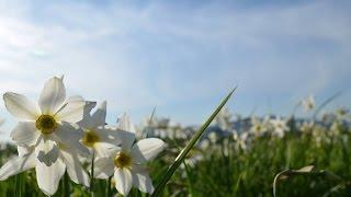 Долина нарцисів/Valley of Daffodils/