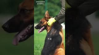 为什么狗鼻子的侧面会有两条缝呢？ #科普 #狗 #动物 #冷知识