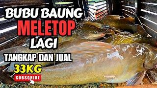 BUBU BAUNG MELETOP LAGI [catch&$ell] #vlog129 #unlimitedhobby #unlimitedfishing