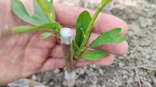 Прививка Персика весной // Grafting peach in spring