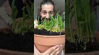 How to Grow Corn  creative explained