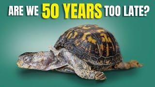 Turtle Captured in 1977 Kept on Kitchen Floor and Fed Cat Food for Almost 50 Years!