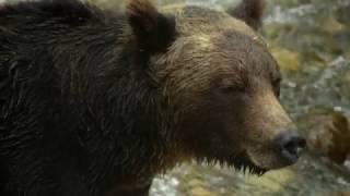 Chief Mike Willie of Sea Wolf Adventures on BC's Northern Vancouver Island