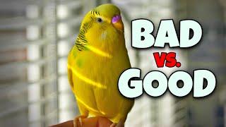 How Your Bird Knows if You’re a Bad or Good Person