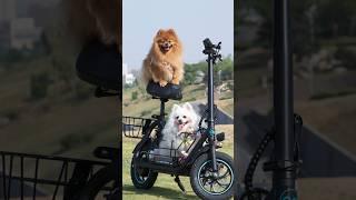 #PetTravel Revolutionized! Watch Nico Ride the Gyroor C1S #GyroorC1S#GyroorC1SLifeHack