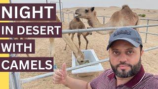 Spent Night In Open Desert With Camels | Al Hatim Abu Dhabi | Abu Dhabi Desert Experience |