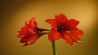 Amaryllis Growing, Flowering and Decaying, Time-Lapse