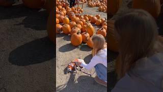 I took my cat to the pumpkin patch #cats #shorts #pets #sphynx