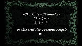 The Kitten Chronicles (Day Four)
