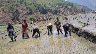 Traditional Farming Lifestyle In Neplese Village || Poor But Happy People Farming In Village Nepal
