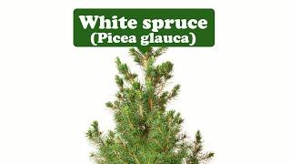 Eternal life, resilience, strength--White spruce