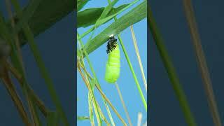 Chrysalis vs Cocoon - What's the Difference?