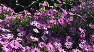 Pink daisies.