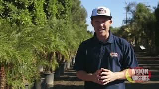 Ficus Trees at Moon Valley Nurseries