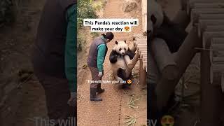 The way the Panda giggle when zookeeper tickle her #pandalove #ytshorts